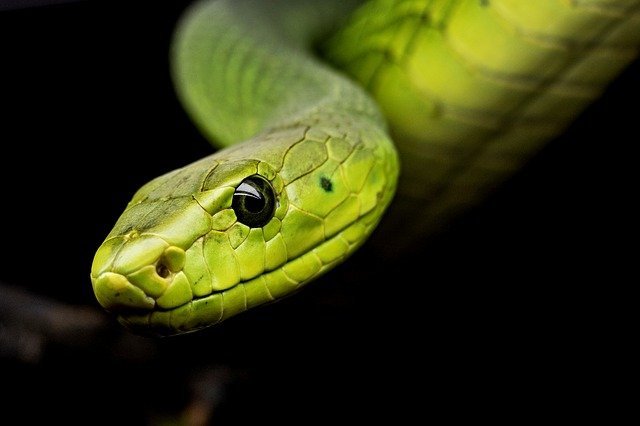 ▷ Sonhar Com Cobra É Sorte No Jogo Do Bicho? 